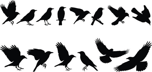 Fototapeta premium Black bird silhouette set, flying and perched crow shapes, wildlife nature illustration, animal shadow collection, isolated white background