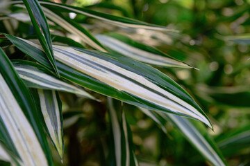 Obraz premium Variegated Dracaena deremensis leaves with smooth texture and striped pattern tropical ornamental plant used for interior and garden decoration