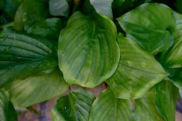 Close up of glossy green leaves of Distichochlamys citrina tropical ginger plant with natural texture and fresh foliage growing in rainforest environment