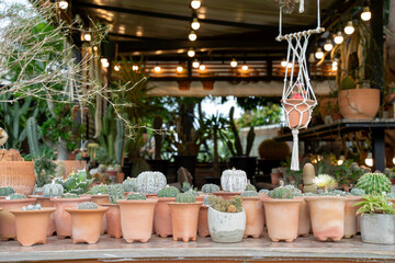 Collection of various cactus and succulent plants in white ceramic pots on a wooden shelf in a bright greenhouse nursery. Small garden decoration and hobby lifestyle concept with soft focus. © Yellow Boat