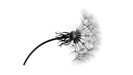 Black Dandelion Seed Head