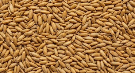 Close up texture of dry golden cereal grain seeds forming a natural and organic uniform backdrop surface ,yellow ,brown ,beige