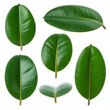 Vibrant Green Rubber Plant Leaves on White Background.