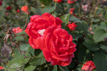 Fototapeta premium red roses resting in the garden