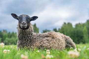 A content sheep rests in a green meadow abundant with white clover. The sheep gazes at the camera,...