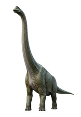 Obraz premium Majestic Brachiosaurus, ultra-realistic with earthy green-grey leathery skin and scales, standing on transparent studio background, concept for scientific accuracy and education