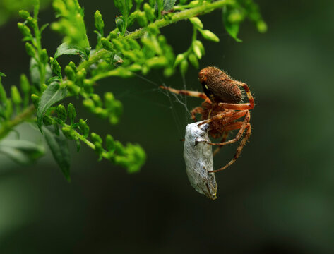 Orbweaver spider wrapping a victim