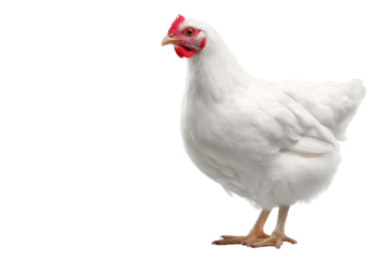 White chicken standing on a light background with focus on its features and posture, displaying its comb and wattles