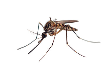 Fototapeta premium Close view of a mosquito resting on a flat surface in a bright environment during daytime