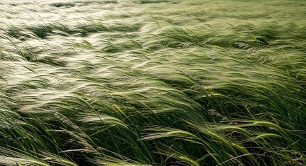 Ultra-realistic photography of tall grass bending in synchronized waves under strong wind, motion subtly frozen.