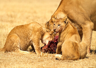 Lions eating a wildebeest