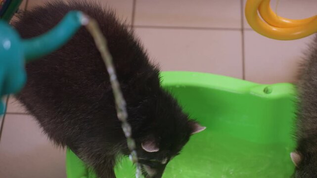 two raccoons at green tub exploring and reaching for running water, playful duo tussle on tiled floor with curious paws and sniffing faces, charming shelter scene with interaction and light splashes
