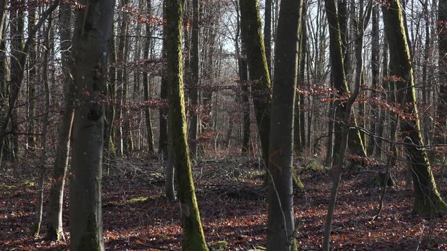 Scenic forest woodland area late autumn or early winter season orange copper leaf