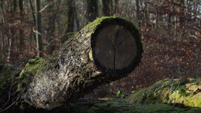 Moss covered oak tree trunk in a dense forest, up-close pan right countryside