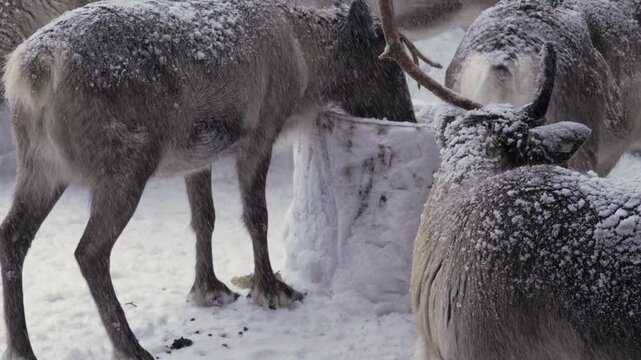 Herd of sami reindeer outdoor artic winter under heavy snowfall wild animals