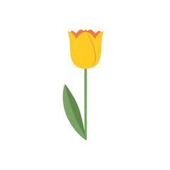 Yellow tulip isolated on transparent background
