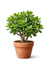 Jade Plant in Clay Pot Isolated on White