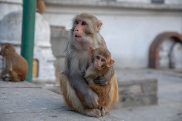 Obraz premium widespread Rhesus Macaque in Swayambhunath Stupa in Kathmandu, Nepal