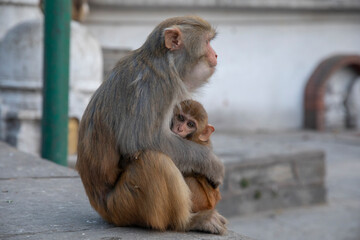 widespread Rhesus Macaque in Swayambhunath Stupa in Kathmandu, Nepal