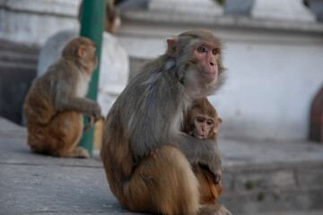 widespread Rhesus Macaque in Swayambhunath Stupa in Kathmandu, Nepal