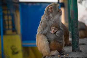 widespread Rhesus Macaque in Swayambhunath Stupa in Kathmandu, Nepal