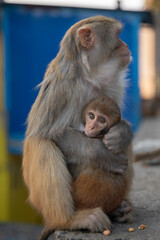 widespread Rhesus Macaque in Swayambhunath Stupa in Kathmandu, Nepal