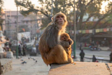 widespread Rhesus Macaque in Swayambhunath Stupa in Kathmandu, Nepal