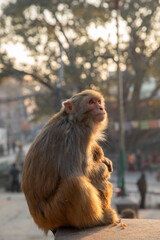widespread Rhesus Macaque in Swayambhunath Stupa in Kathmandu, Nepal