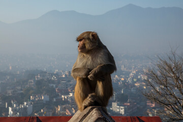 widespread Rhesus Macaque in Swayambhunath Stupa in Kathmandu, Nepal