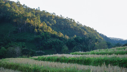 Obraz premium Rice field terrace after harvest in the mountains