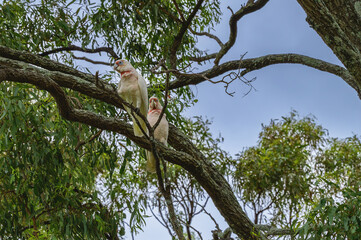 Fototapeta premium The photo was taken in the morning of December 2025 at the Australian Botanic Garden Mount Annan , showing people enjoying outdoor activities and leisure time.