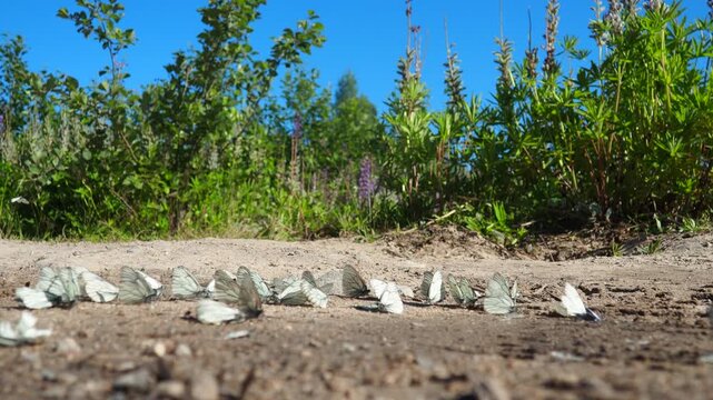 Aporia Crataegi, Black-Veined White, Large Butterfly of Family Pieridae, Is Widespread and Common. Upperside of Both Forewings and Hindwings Is Translucent White Boldly Veined with Black. Karelia.