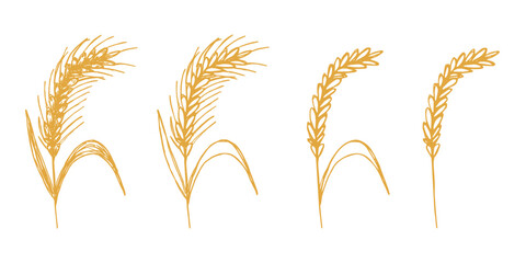 Set of hand drawn cereal wheat oat rye barley rice ears spikelet clipart Organic wheat bread agriculture farming harvest healthy food Single element for design print packaging label decor