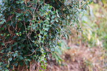 Draped Green Vine Leaves on Tree Trunk with Soft Background