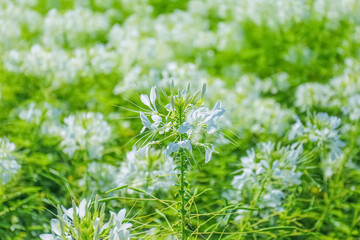 White spider flower (cleome) plants in bloom in an outdoor garden in summer