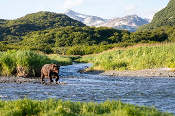 A wild coastal brown bear fishes for salmon in a stream in the backcountry of Katmai National Park...