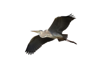 Beautiful flying Grey Heron isolated on transparent background png file	