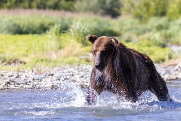 A wild coastal brown bear fishes for salmon in a stream in the backcountry of Katmai National Park...