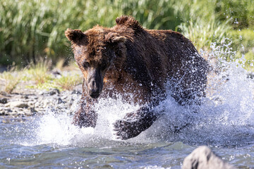 Fototapeta premium A wild coastal brown bear fishes for salmon in a stream in the backcountry of Katmai National Park in Alaska.
