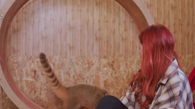 redhaired woman watching curious coati inside wooden wheel at cozy pet cafe, gentle gaze and relaxed posture as visitor and informal caregiver, soft lighting, wood shavings on floor, close bond