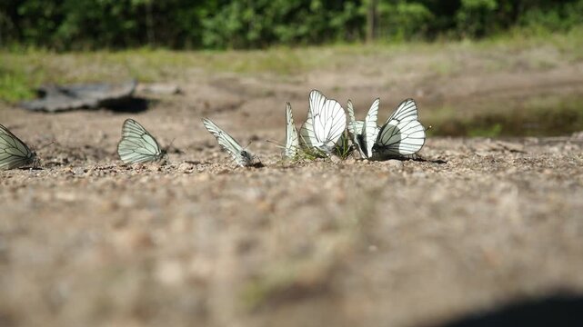 Aporia Crataegi, Black-Veined White, Large Butterfly of Family Pieridae, Is Widespread and Common. Upperside of Both Forewings and Hindwings Is Translucent White Boldly Veined with Black. Karelia.