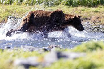 A wild coastal brown bear fishes for salmon in a stream in the backcountry of Katmai National Park...