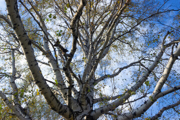 Thick branches of a birch tree in autumn, empty tree branches against a blue sky with clouds