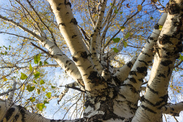 Thick branches of a birch tree in autumn, empty tree branches against a blue sky with clouds
