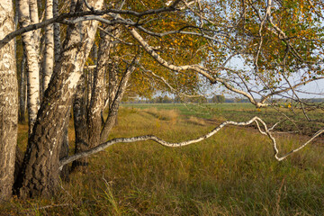 Thick branches of a birch tree in autumn, empty tree branches against a blue sky with clouds