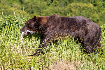 A wild coastal brown bear fishes for salmon in a stream in the backcountry of Katmai National Park...