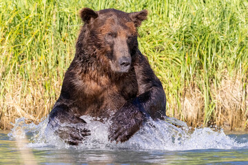 A wild coastal brown bear fishes for salmon in a stream in the backcountry of Katmai National Park...