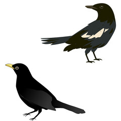 Obraz premium Two blackbirds standing