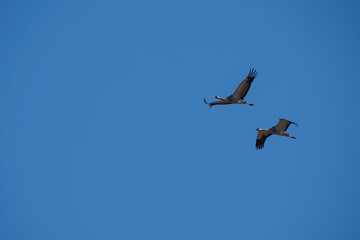 Obraz premium pelican in flight