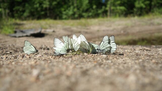 Aporia Crataegi, Black-Veined White, Large Butterfly of Family Pieridae, Is Widespread and Common. Upperside of Both Forewings and Hindwings Is Translucent White Boldly Veined with Black. Karelia.